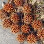Amberboom beveerd (Liquidambar styraciflua) doosvruchten